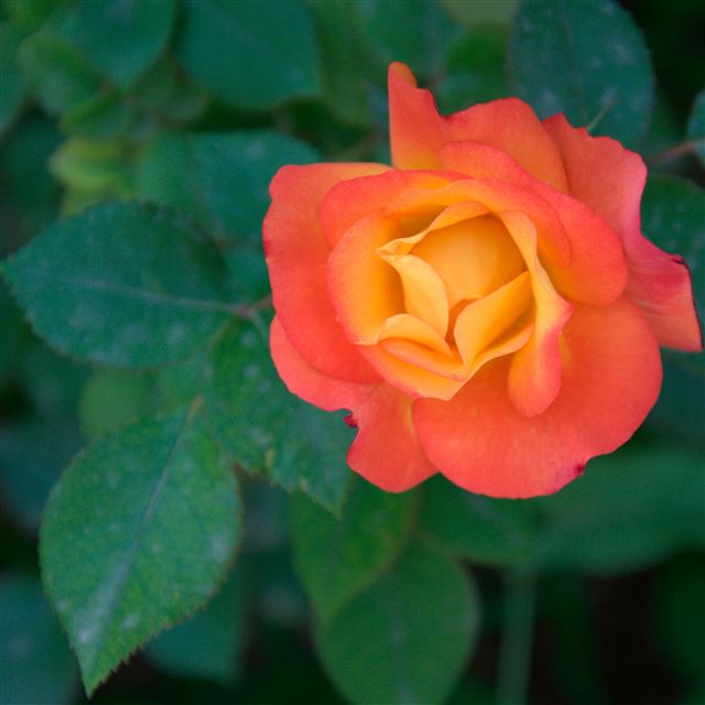2048x2048 Orange rose - rose iPad Air Wallpaper