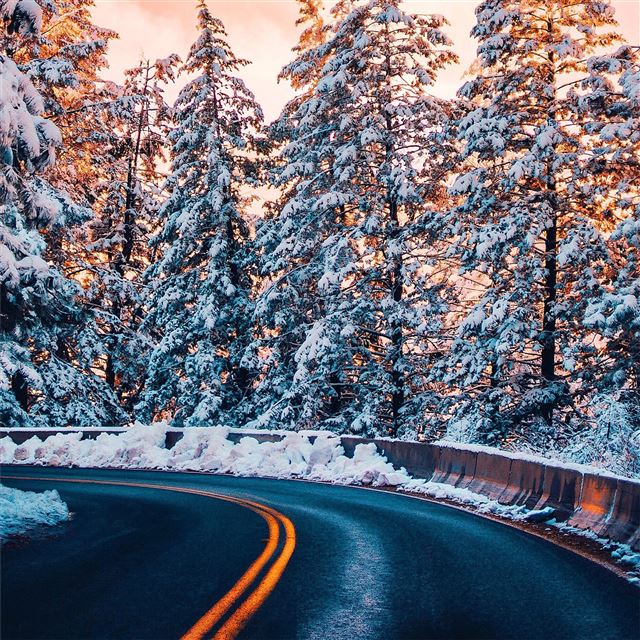 2048x2048 road trees winter 4k - trees iPad Air Wallpaper