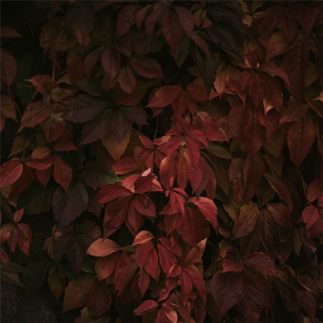 2048x2048 red leaves 8k - leaves iPad Air Wallpaper