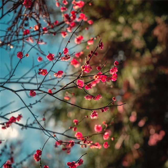 2048x2048 blossom petal flowers 8k - flowers iPad Air Wallpaper