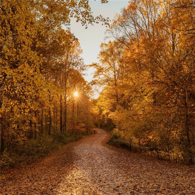 2048x2048 autumn road 4k - road iPad Air Wallpaper
