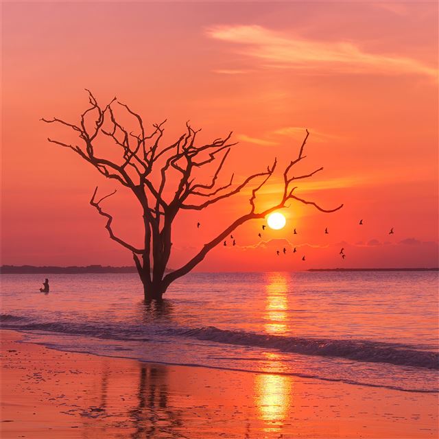2048x2048 birds ocean sunset tree - birds iPad Air Wallpaper