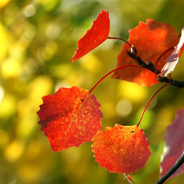 2048x2048 Red Autumn leaves - bokeh iPad Air Wallpaper
