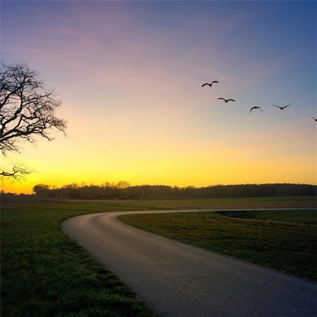 2048x2048 bare tree roadside - road iPad Air Wallpaper