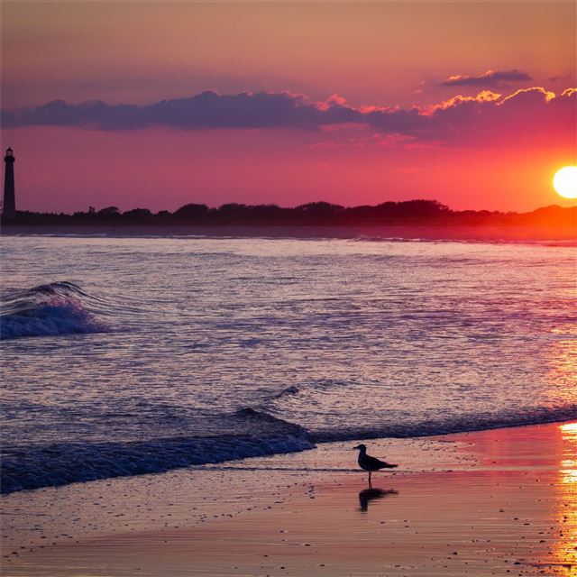 2048x2048 bird sea shore sunset 4k - shore iPad Air Wallpaper
