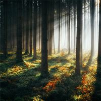 sunbeams morning forest 4k wallpaper
