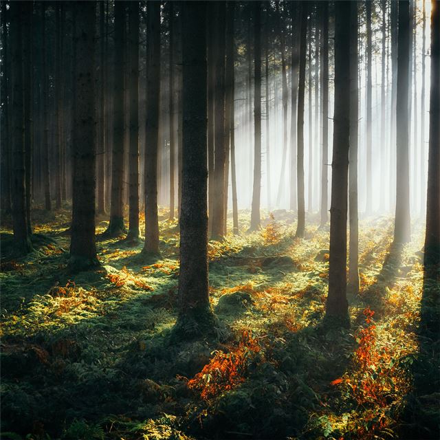 2048x2048 sunbeams morning forest 4k -  iPad Air Wallpaper