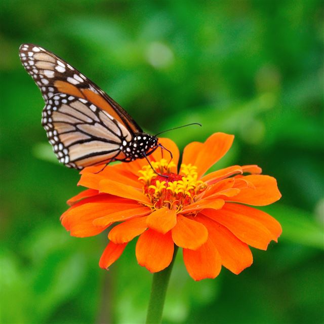 2048x2048 Butterfly 10 - flower iPad Air Wallpaper