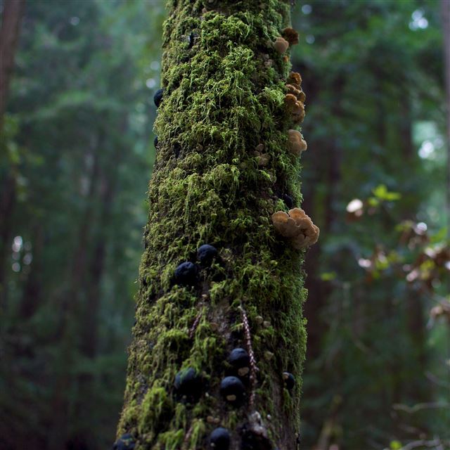 2048x2048 Tree Moss and Mushrooms - bokeh iPad Air Wallpaper