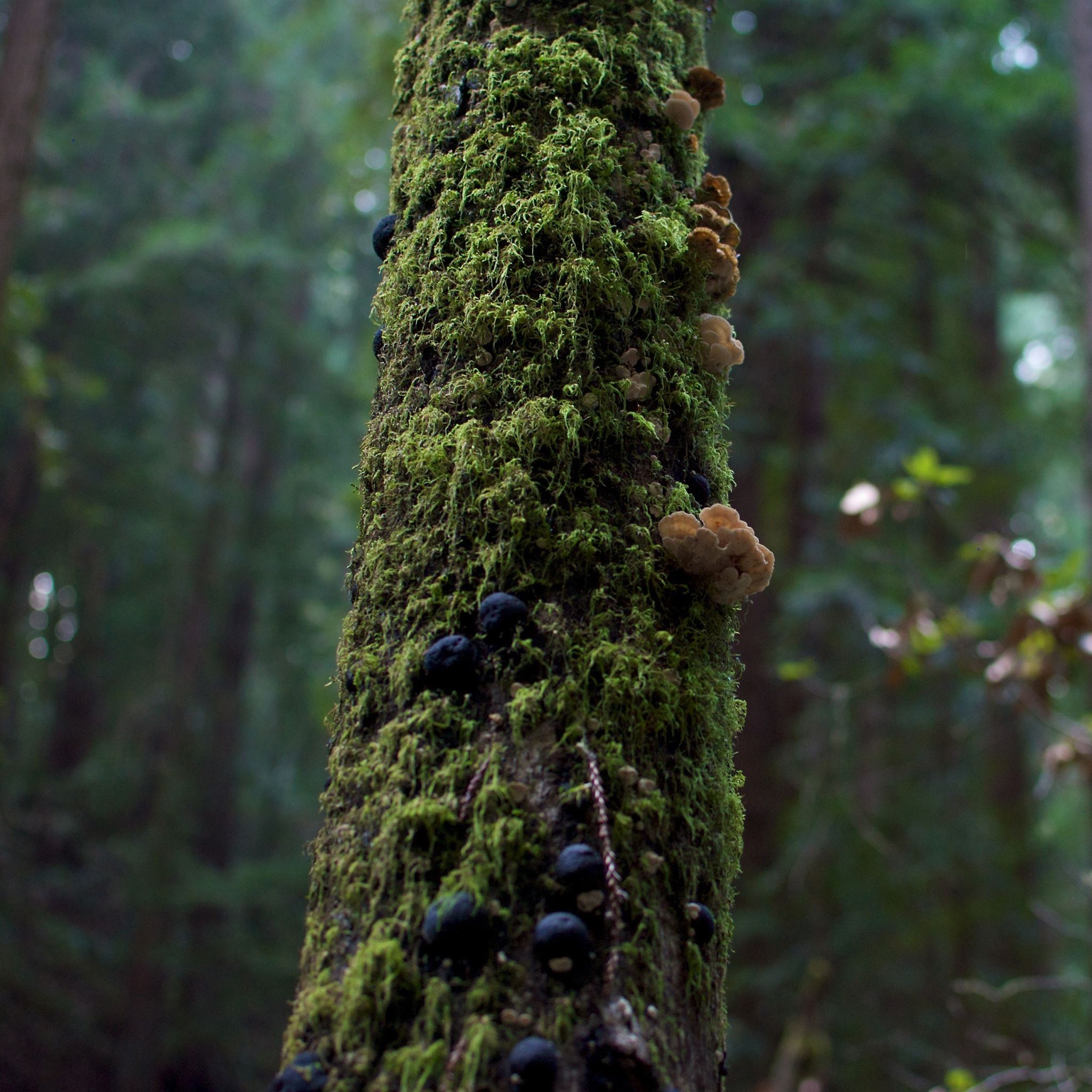 Tree Moss and Mushrooms iPad Air wallpaper 
