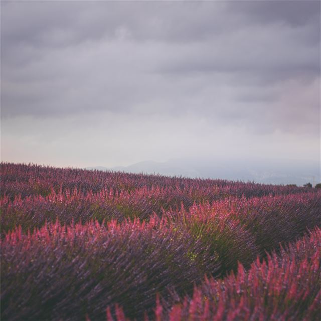 2048x2048 field sunshine 5k - field iPad Air Wallpaper