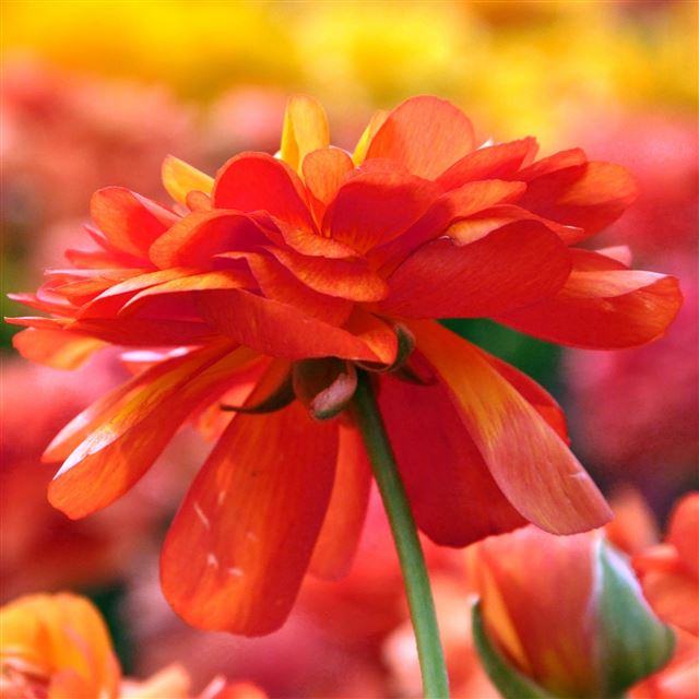 2048x2048 Flower 6 - sunshine iPad Air Wallpaper