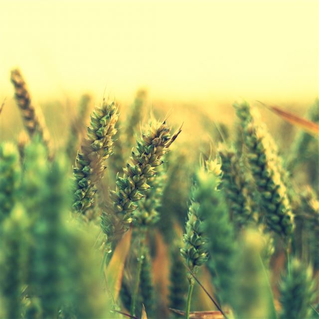 2048x2048 Ripe Wheat - sunshine iPad Air Wallpaper