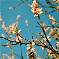 Peach Flowers Spring wallpaper