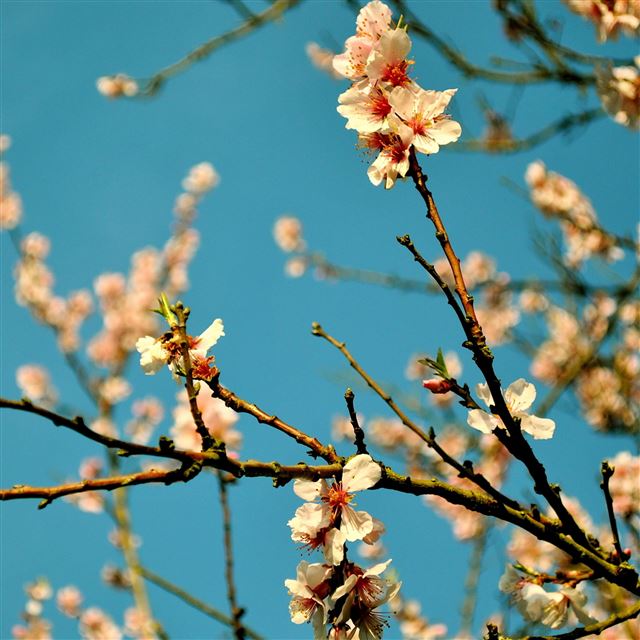 2048x2048 Peach Flowers Spring -  iPad Air Wallpaper