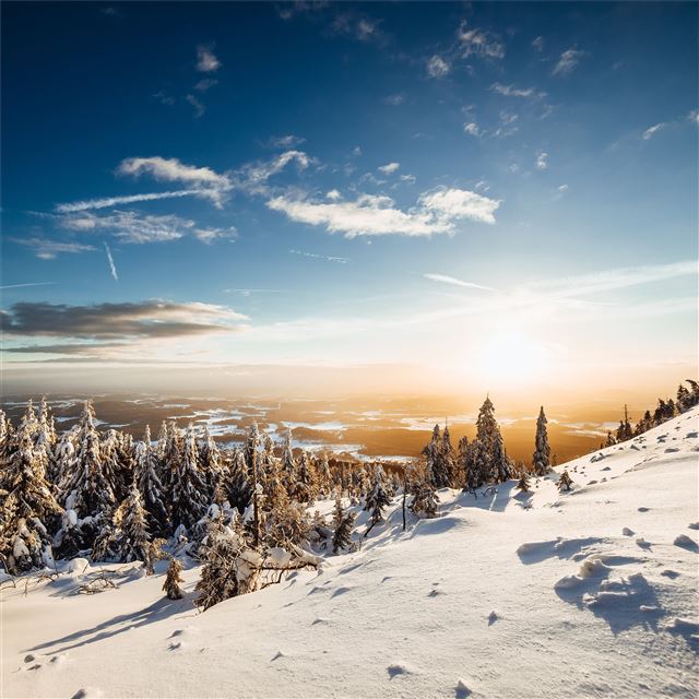 2048x2048 sky snow spruces trees 5k - trees iPad Air Wallpaper