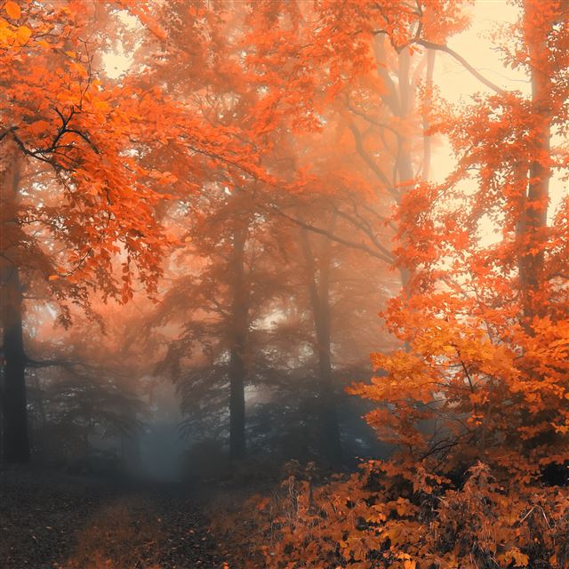 2048x2048 Autumn 19 - autumn iPad Air Wallpaper