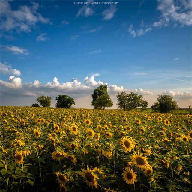 2048x2048 sunflowes field 8k - sunlight iPad Air Wallpaper