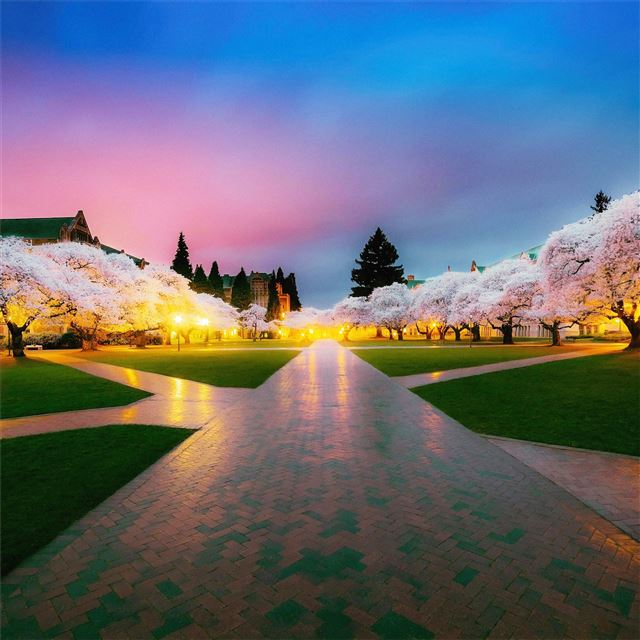 2048x2048 cherry blossom tree park 4k - cherry iPad Air Wallpaper