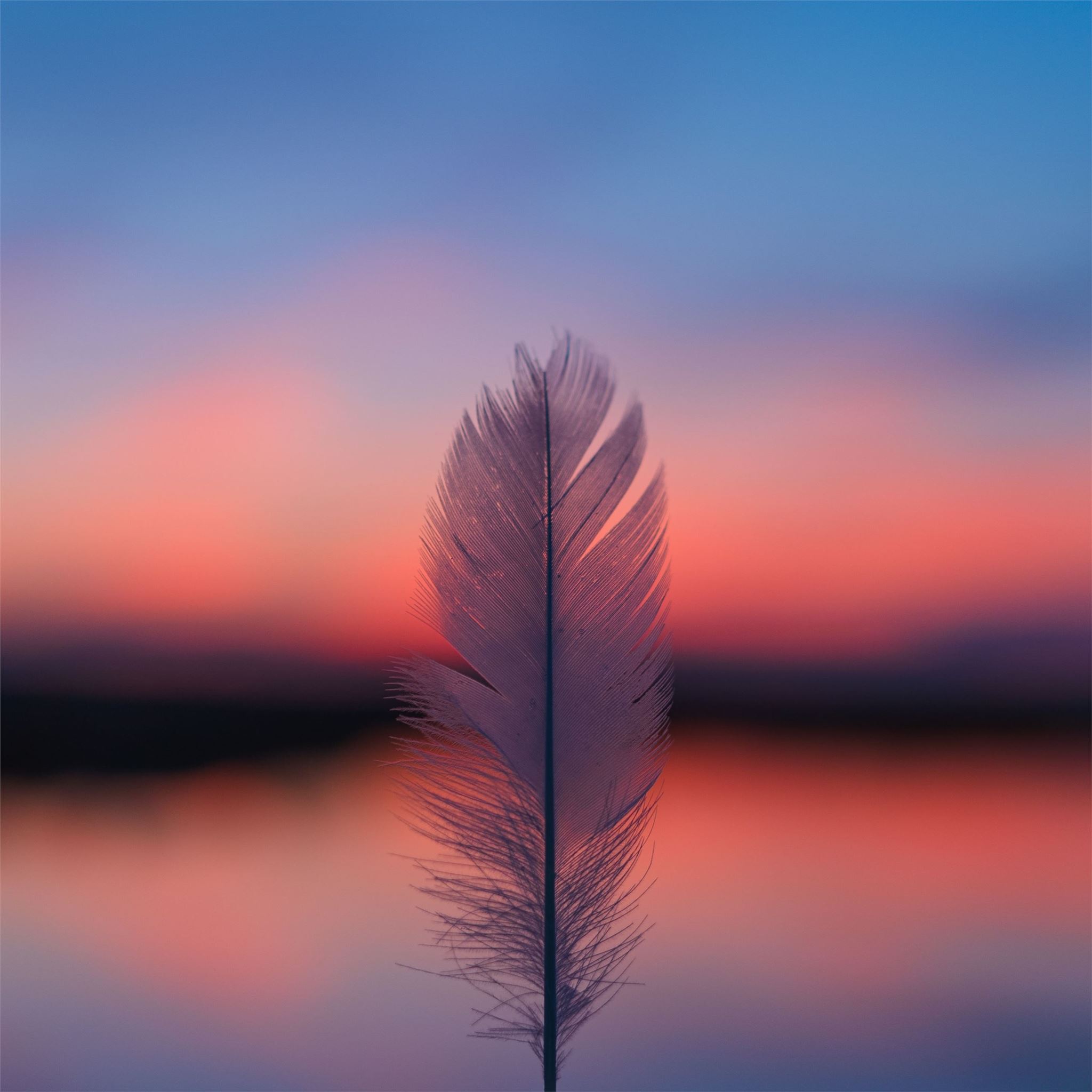 Feather Focus Blur Sunset 5k Ipad Air Wallpapers Free Download