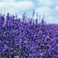 lavender 5k wallpaper