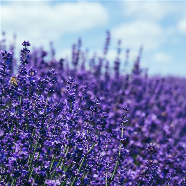 2048x2048 lavender 5k - 5k iPad Air Wallpaper
