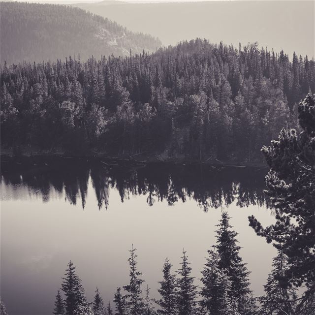 2048x2048 trees water monochrome reflection 8k - reflection iPad Air Wallpaper