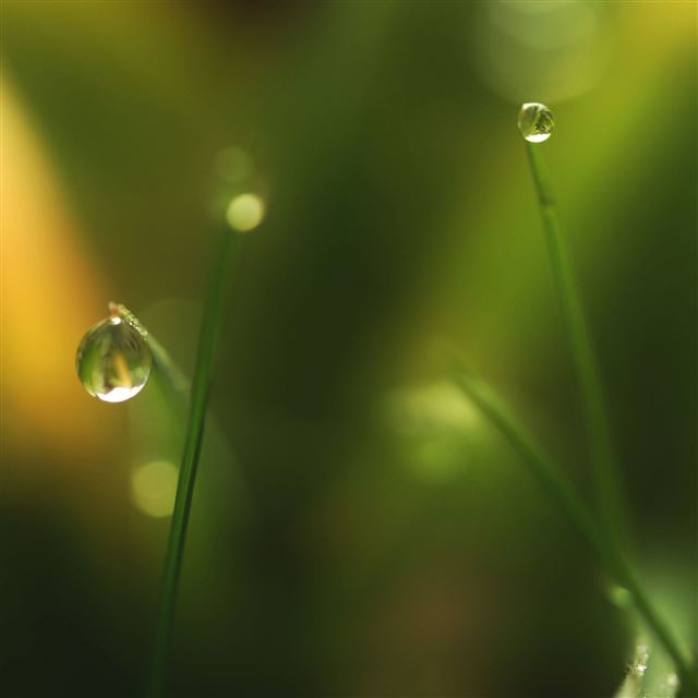 2048x2048 Grass Dew Bokeh 3 - bokeh iPad Air Wallpaper