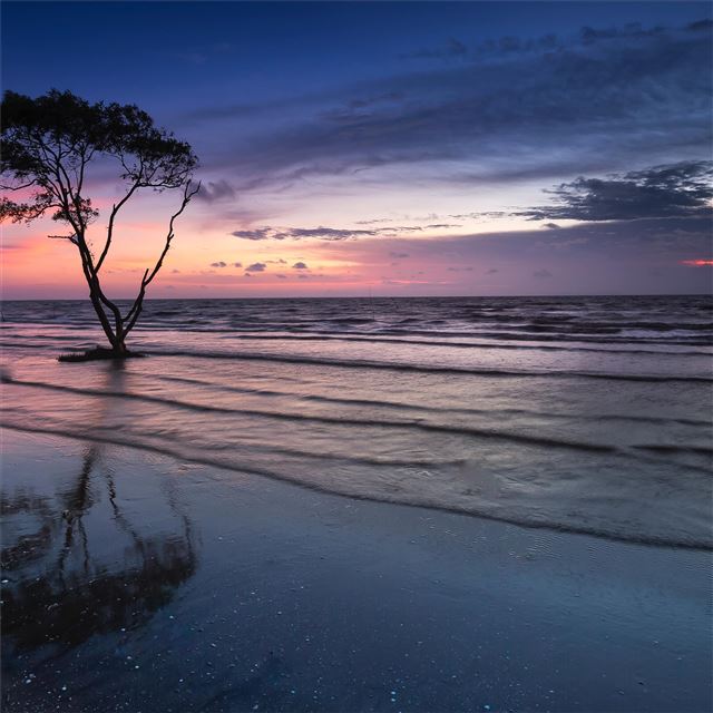 2048x2048 tree near body of water 5k - 5k iPad Air Wallpaper