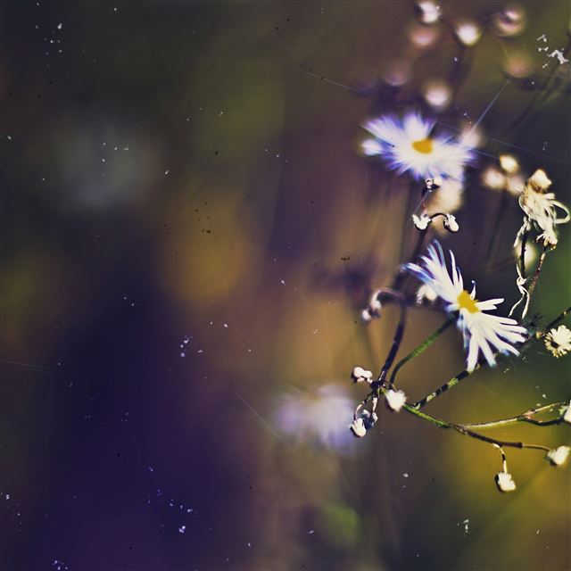 2048x2048 Flowers - flowers iPad Air Wallpaper