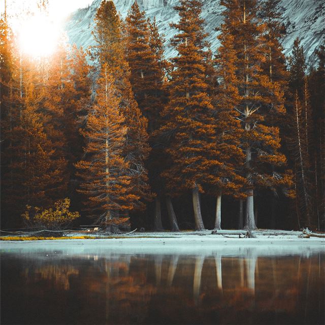 2048x2048 tree plant abies fir autumn 5k - trees iPad Air Wallpaper