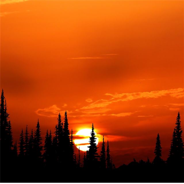 2048x2048 sunset orange forest 4k - sunset iPad Air Wallpaper