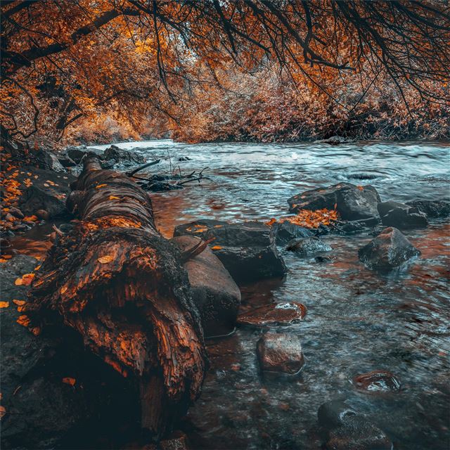 2048x2048 water body forest autumn 5k - forest iPad Air Wallpaper