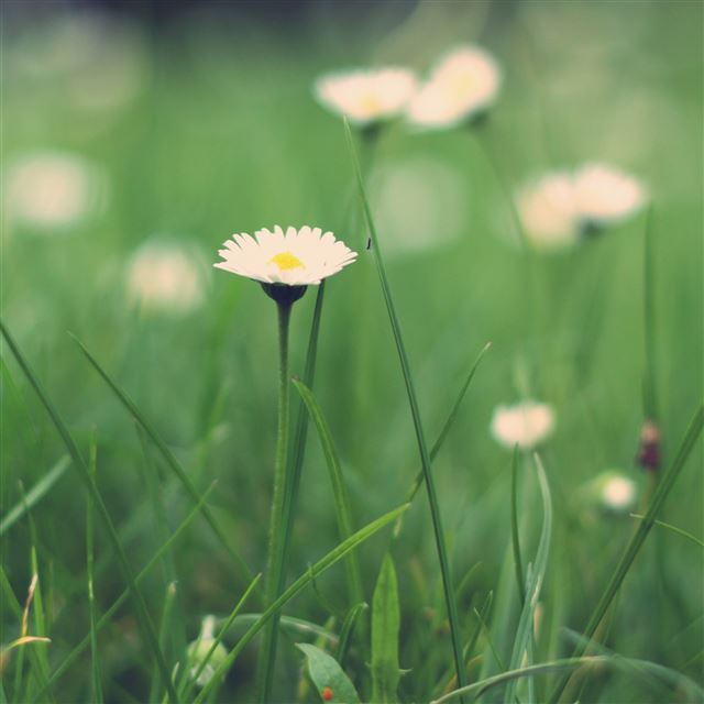 2048x2048 Small Daisies Macro - flower iPad Air Wallpaper