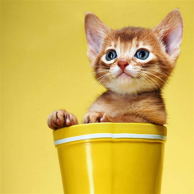 2048x2048 Cute and Sweet Kitty - cat iPad Air Wallpaper