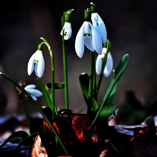 2048x2048 Snowdrop 3 - flower iPad Air Wallpaper