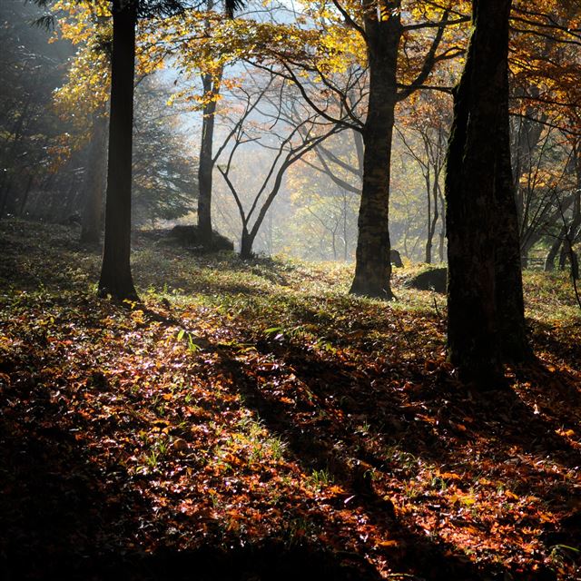 2048x2048 Maple Forest Fall - maple iPad Air Wallpaper