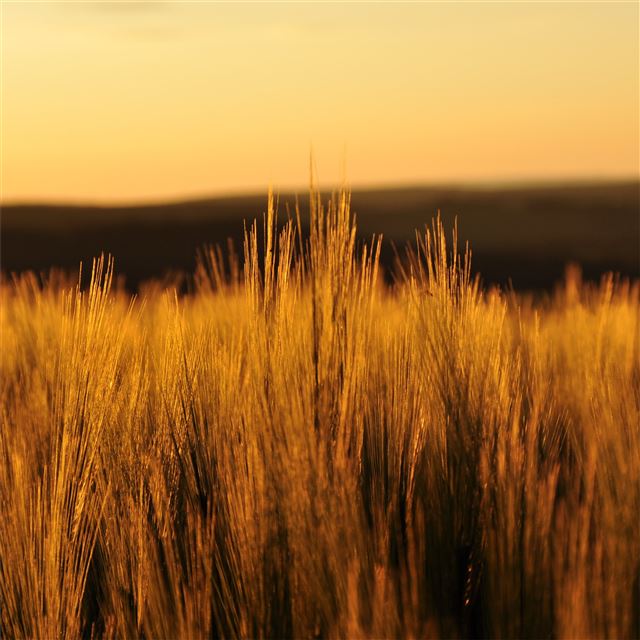 2048x2048 fields nature 4k - fields iPad Air Wallpaper