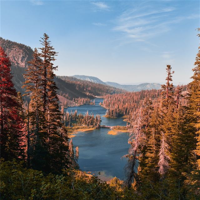 2048x2048 autumn forest 5k - forest iPad Air Wallpaper
