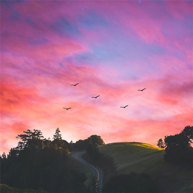 2048x2048 horizons of nature - birds iPad Air Wallpaper