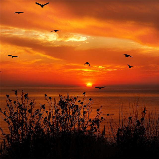 2048x2048 ocean sky birds flying towards sunset 4k - birds iPad Air Wallpaper