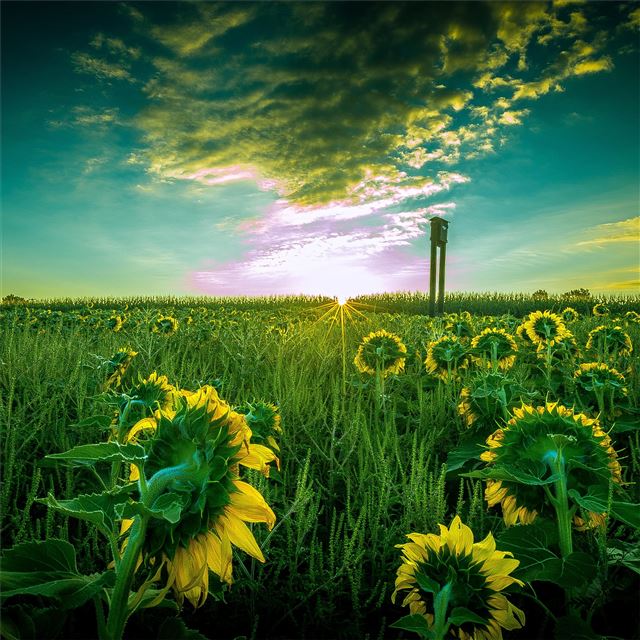 2048x2048 sun flower field 5k - field iPad Air Wallpaper