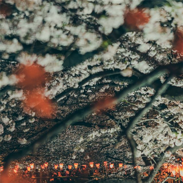 2048x2048 park embankment lights bridge river 4k - bridge iPad Air Wallpaper