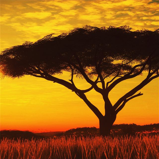 2048x2048 serengeti sunset 4k - sunset iPad Air Wallpaper