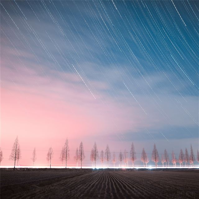 2048x2048 the night sky 4k - trees iPad Air Wallpaper