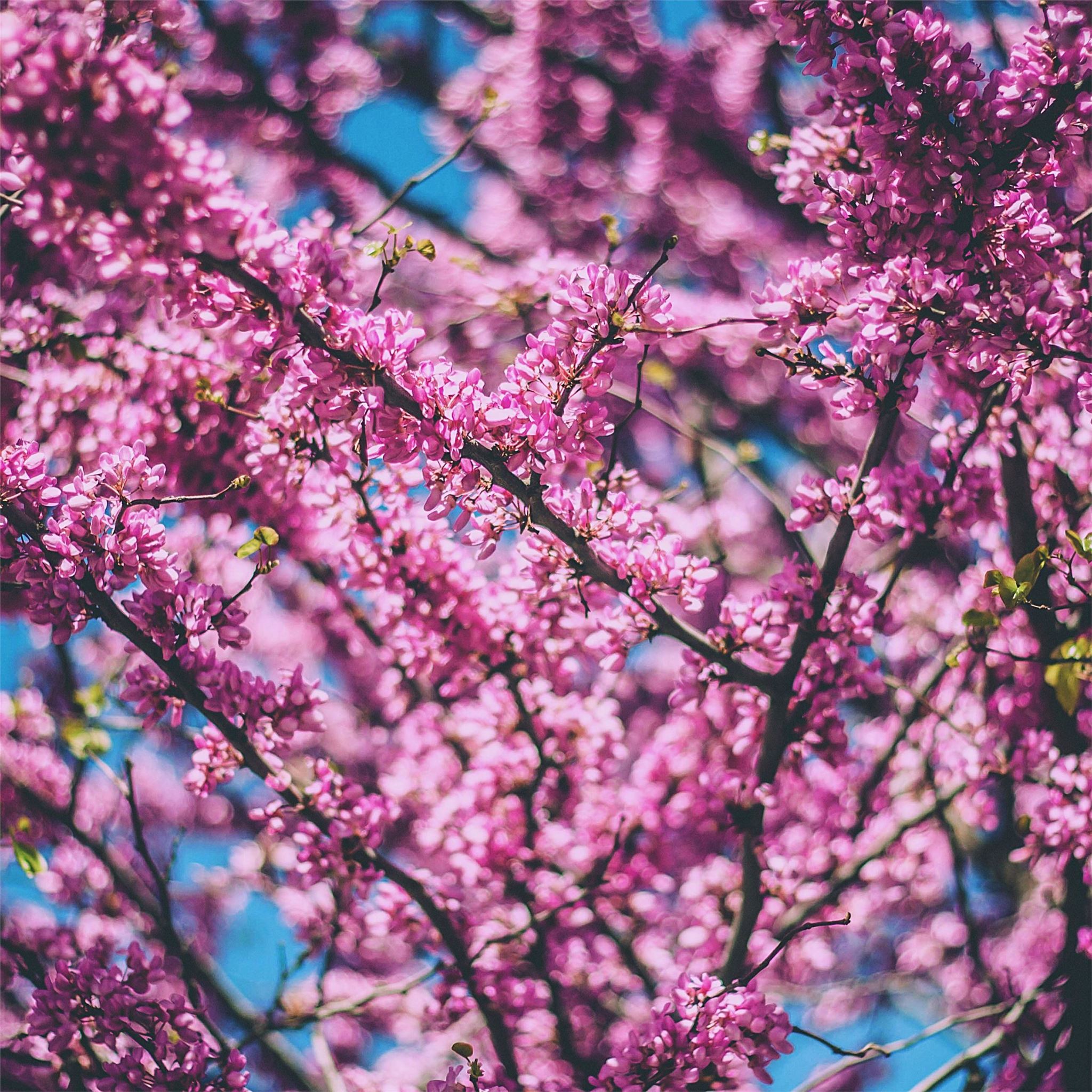 pink tree branches 4k iPad Air Wallpapers Free Download