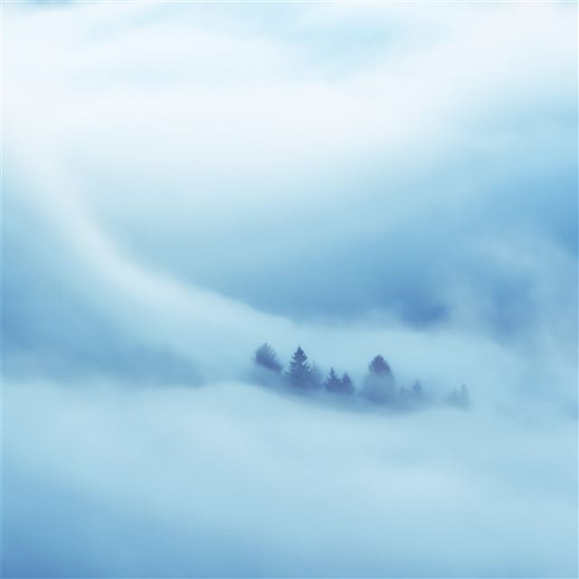 2048x2048 clouds covered heaven trees 5k - tree iPad Air Wallpaper