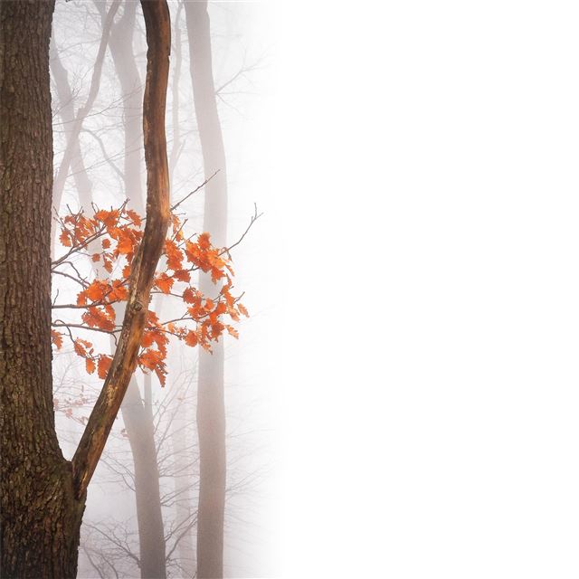 2048x2048 autumn leaves fall 5k - autumn iPad Air Wallpaper