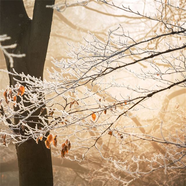 2048x2048 battling winter 5k - trees iPad Air Wallpaper
