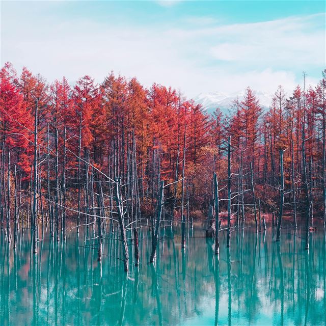 2048x2048 nature landscape trees forest fall water pond sky ... - clouds iPad Air Wallpaper